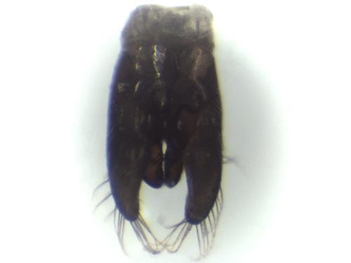 Hylaeus sp.